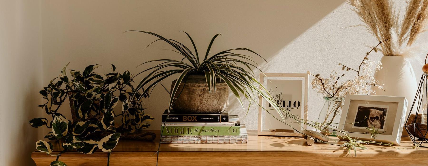 bureau top decorated with potted plants, books and framed pictures