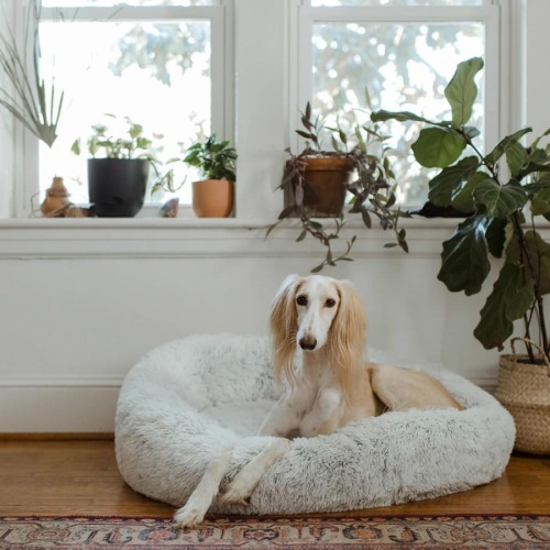 large dog sits in its bed under a windowsill full of potted plants