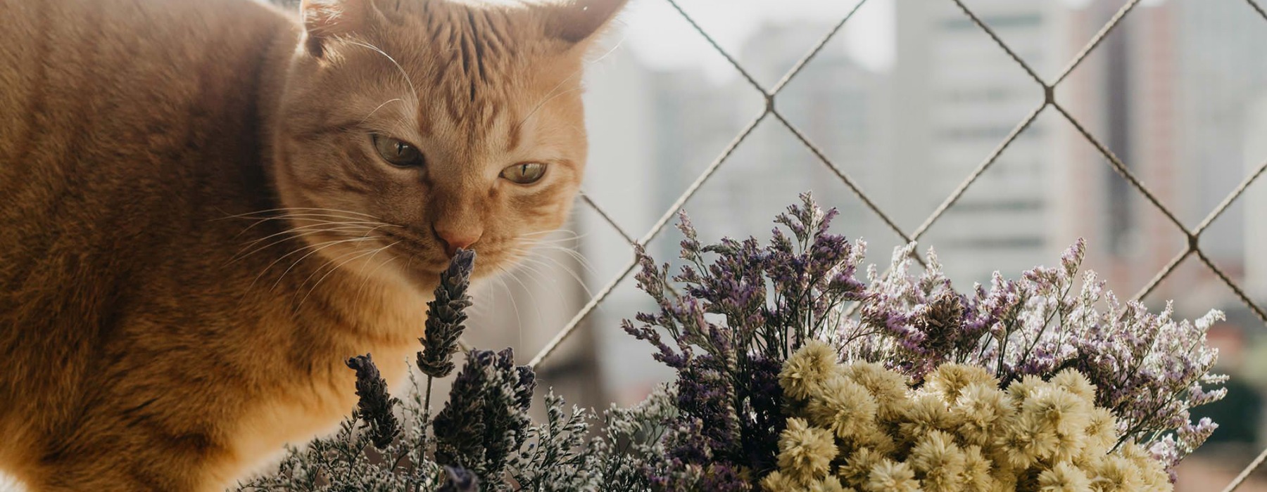 a cat looking at flowers with a window in the background